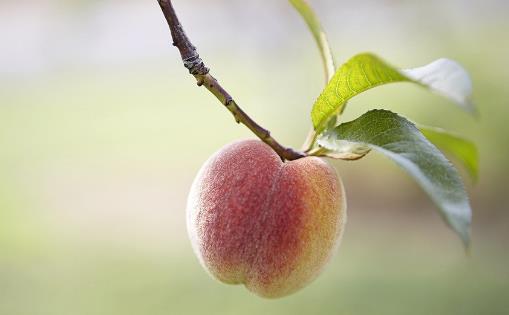 “果中皇后”營養(yǎng)又美味，還能降壓抗疲勞