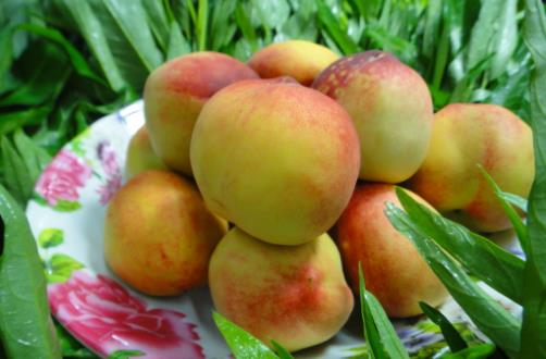 桃子是“肺之果”，可爛了一點的桃子還能不能吃？這種情