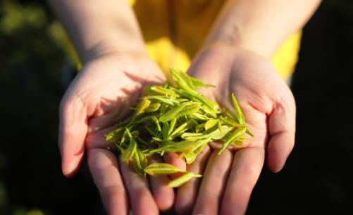 綠茶和紅茶哪個(gè)更有益身體