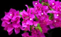 ?花卉的養(yǎng)殖注意事項(xiàng) 根據(jù)家居風(fēng)水不同養(yǎng)殖不同的花卉