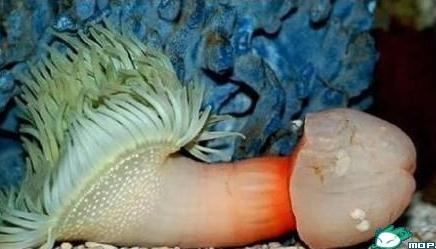 震驚，這是什么海洋生物長得如此有型？求鑒定