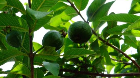 這些植物都可調(diào)節(jié)血糖，誰是真正的“植物胰島素”？
