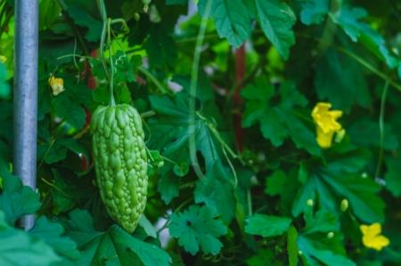 這些植物都可調(diào)節(jié)血糖，誰是真正的“植物胰島素”？