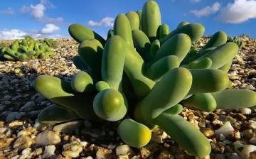 【植物】植物百科_植物百科圖片及名稱_植物百科知識(shí)大全_植物百科全書 【植物】植物百科_植物百科圖片及名稱_植物百科知識(shí)大全_植物百科全書