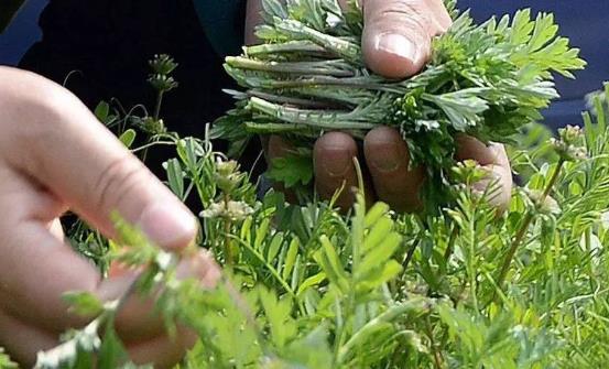 野菜的營(yíng)養(yǎng)價(jià)值 野莧菜的好吃做法簡(jiǎn)單易學(xué)哦