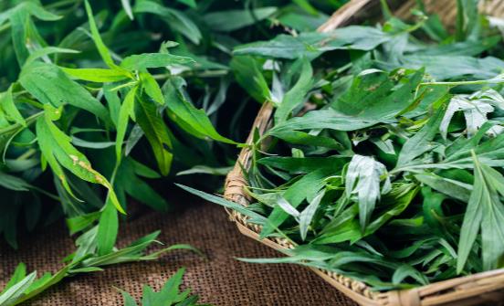 看艾葉灰的神奇功效 正確使用有消炎、殺菌的作用