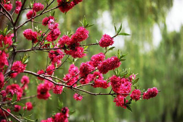 足太醫(yī)丨春日好時(shí)光，養(yǎng)生正當(dāng)時(shí)