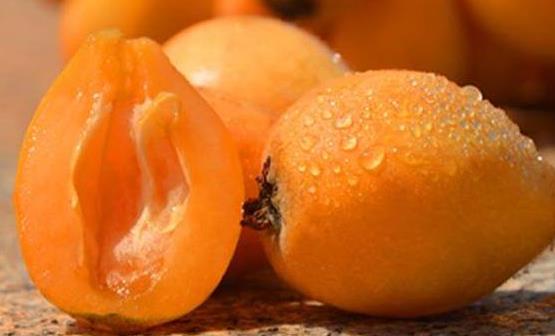 枇杷果是營養(yǎng)保健的養(yǎng)生水果 枇杷治咳嗽食療方推薦