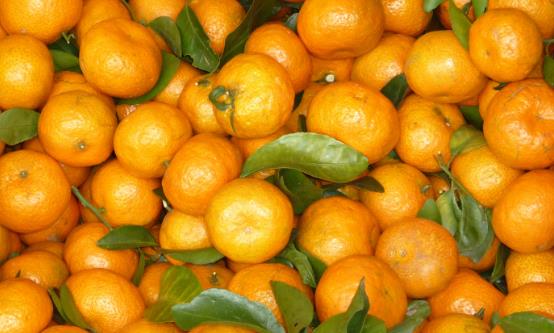 常食沙糖桔祛痰平喘調(diào)理脾胃 食用沙糖桔的注意事項