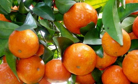 常食沙糖桔祛痰平喘調(diào)理脾胃 食用沙糖桔的注意事項