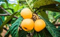 ?枇杷果是營養(yǎng)保健的養(yǎng)生水果 枇杷治咳嗽食療方推薦