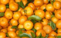 ?常食沙糖桔祛痰平喘調(diào)理脾胃 食用沙糖桔的注意事項