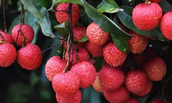 水果營(yíng)養(yǎng)高但不是越多越好 8種不宜大量食用