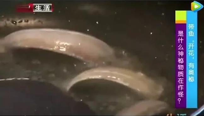 甲醛浸泡過的帶魚一碰熱油就扭曲、炸裂“開花”，千萬別買別吃