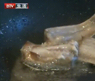 甲醛浸泡過的帶魚一碰熱油就扭曲、炸裂“開花”，千萬別買別吃