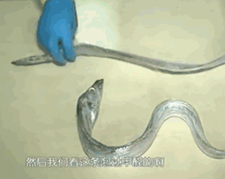 甲醛浸泡過的帶魚一碰熱油就扭曲、炸裂“開花”，千萬別買別吃