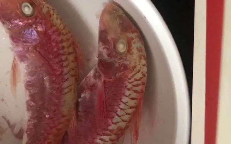 無良商販用色素給三蘇紅魚上色，用手輕輕一摸，手還會被染紅