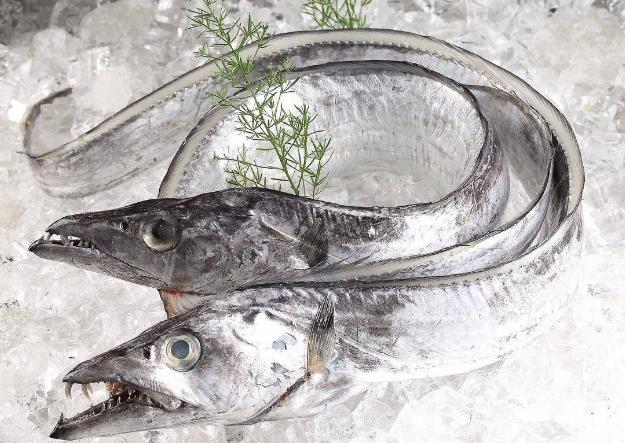 為什么帶魚(yú)不能人工養(yǎng)殖？帶魚(yú)是深海魚(yú)嗎？有什么營(yíng)養(yǎng)價(jià)值