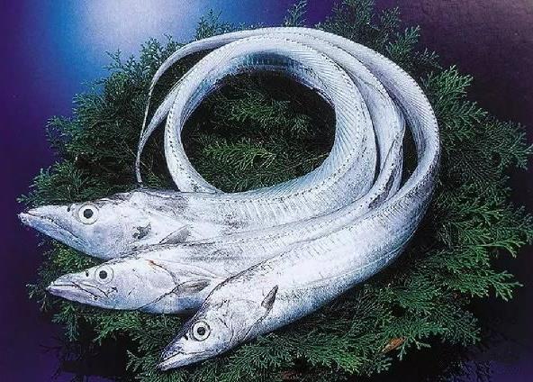 為什么帶魚(yú)不能人工養(yǎng)殖？帶魚(yú)是深海魚(yú)嗎？有什么營(yíng)養(yǎng)價(jià)值