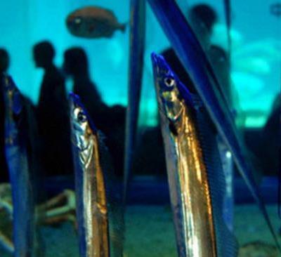 為什么帶魚(yú)不能人工養(yǎng)殖？帶魚(yú)是深海魚(yú)嗎？有什么營(yíng)養(yǎng)價(jià)值