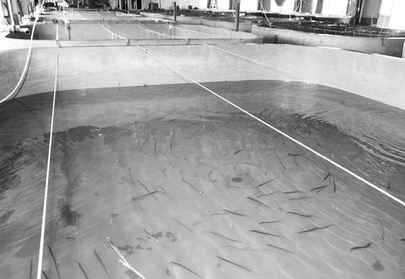 為什么帶魚(yú)不能人工養(yǎng)殖？帶魚(yú)是深海魚(yú)嗎？有什么營(yíng)養(yǎng)價(jià)值