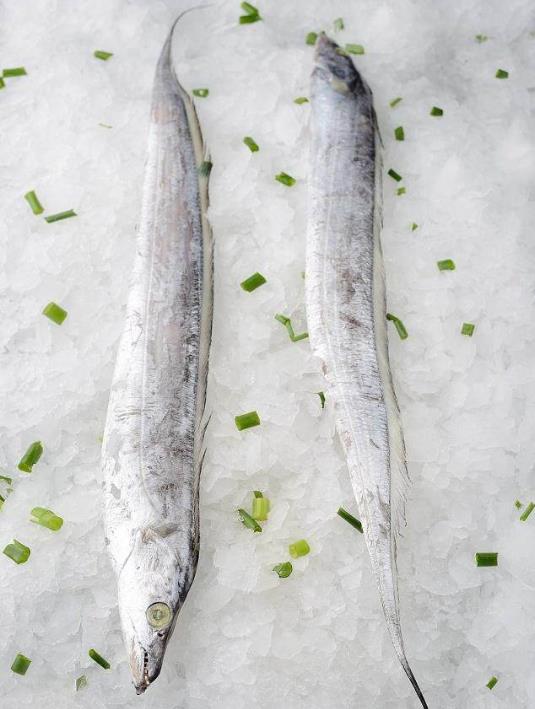 為什么帶魚(yú)不能人工養(yǎng)殖？帶魚(yú)是深海魚(yú)嗎？有什么營(yíng)養(yǎng)價(jià)值