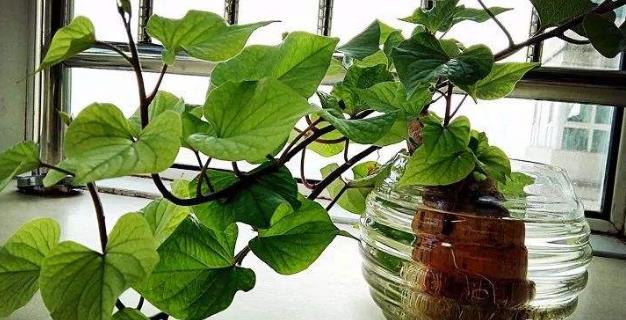 土豆發(fā)芽不能吃了就得扔掉？四種巧用發(fā)芽土豆的實(shí)用小妙招