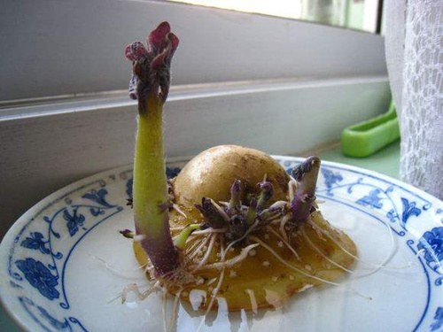 土豆發(fā)芽不能吃了就得扔掉？四種巧用發(fā)芽土豆的實(shí)用小妙招