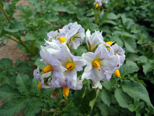 土豆發(fā)芽不能吃了就得扔掉？四種巧用發(fā)芽土豆的實(shí)用小妙招