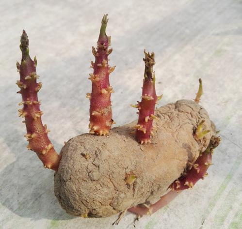 土豆發(fā)芽了還能吃嗎？剛發(fā)芽的土豆可以吃嗎