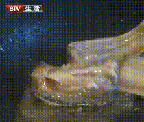 ?甲醛浸泡過的帶魚，一碰熱油就扭曲、炸裂開花，千萬別買別吃！