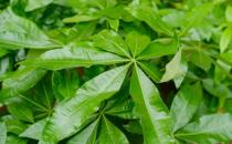 ?小盆栽的發(fā)財(cái)樹能長大嗎 發(fā)財(cái)樹小盆栽怎么養(yǎng)