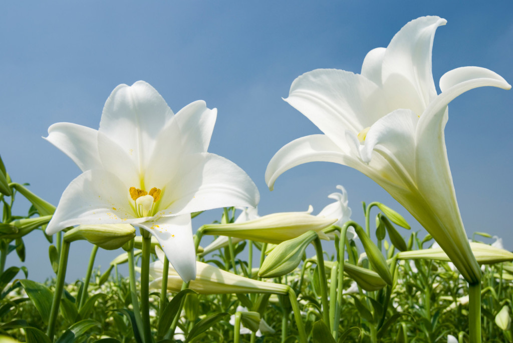 百合花的花語(yǔ)和寓意是什么？百合花語(yǔ)大全