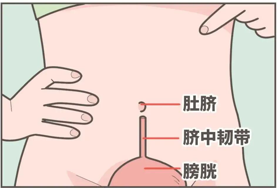 肚臍下面疼是怎么回事，肚臍下面疼是怎么回事男性